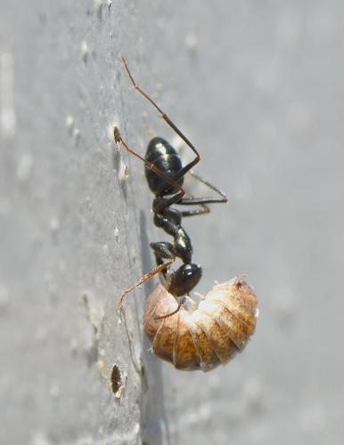 Réf. 230 252 : Cataglyphis cursor